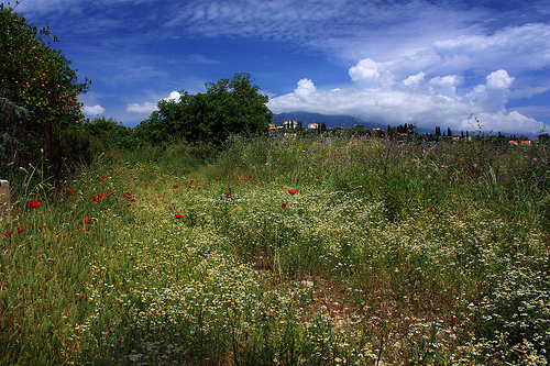 Svoronata - Photo Attribution: Alberto Cima Svoronata